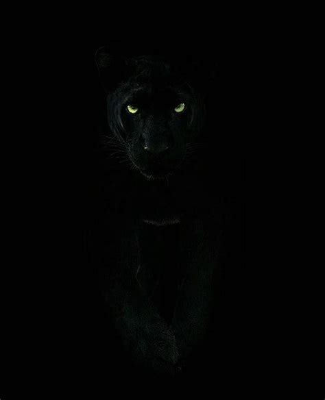 Discover more than 148 animal wallpaper black panther - 3tdesign.edu.vn