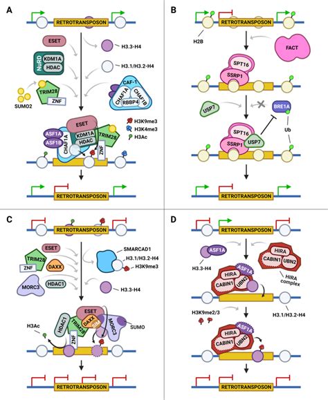 Four main histone chaperones show diverse and dynamic mechanisms for ...