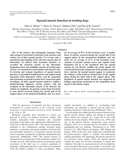 (PDF) Epaxial muscle function in trotting dogs