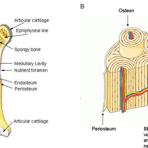 1 Structure and components of long bone. (A) Long bones are longer than ...