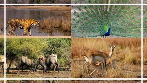 Wildlife Tourism Rajasthan, National Parks & Sanctuaries