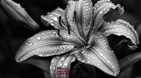 Black And White Flower Photography Ideas, Tips and Challenges