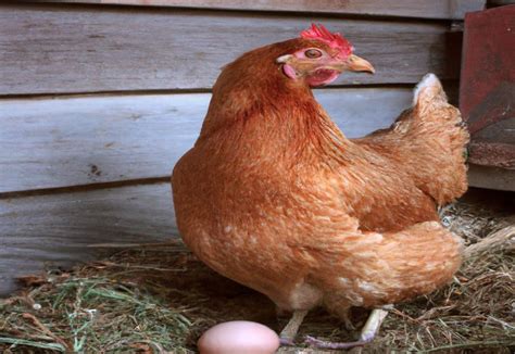 When Do Orpington Chickens Start Laying Eggs