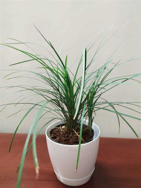 11 Best Indoor Grass Plants You Can Grow As Houseplants | Balcony ...