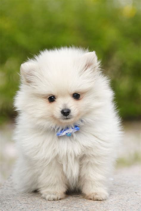 Cute Little Fluffy Dogs | www.pixshark.com - Images Galleries With A Bite!