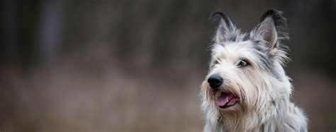 Berger Picard | Dog Breed Facts and Information - Wag! Dog Walking