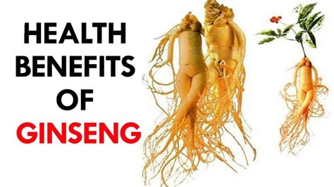 Ginseng Root - Botanicals One