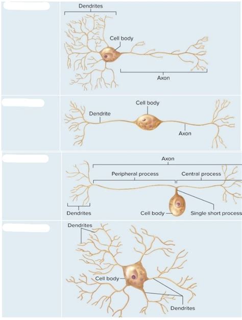 nervous tissue diagram Diagram | Quizlet