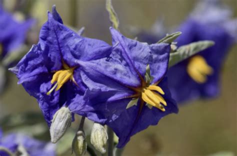 Australian Desert Flowers | Information and Resources