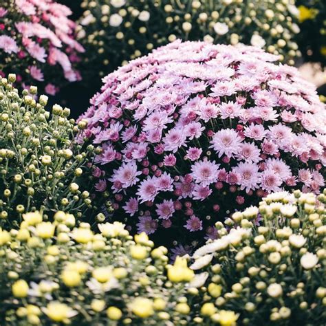 Small Flowering Bushes For Garden : 17 Low-Maintenance Plants and Dwarf ...