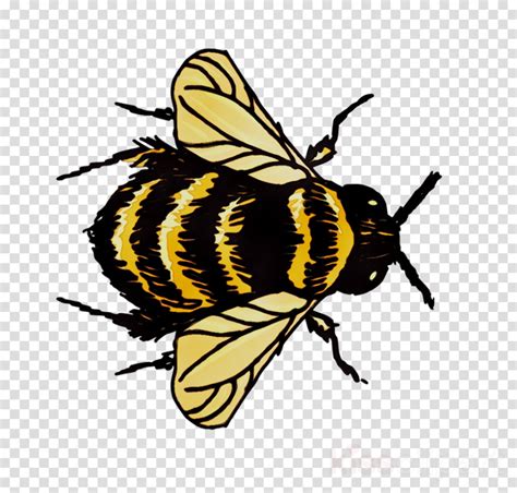 Download High Quality bee clipart yellow Transparent PNG Images - Art ...