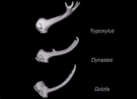 Study shows rhinoceros beetle horns evolved to accommodate species ...