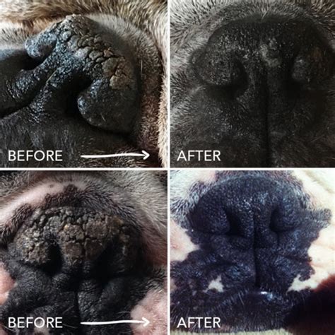 Is Your Dog's Nose Dry & Crusty? It Might Be Nasal Hyperkeratosis. Here ...