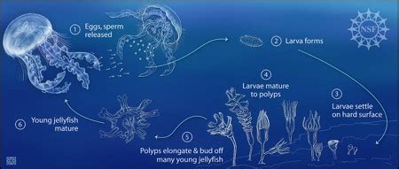 Moon Jellyfish Habitat & Life Cycle | How Do Jellyfish Reproduce ...