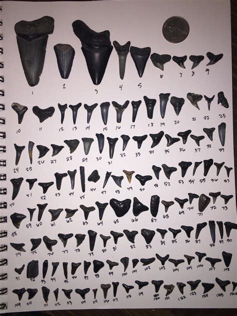 Identify Shark Teeth Chart