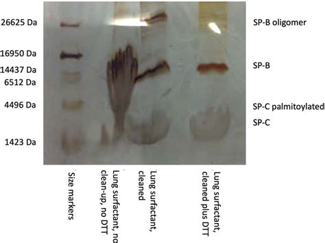 SDS-PAGE gel with tricine buffer system and silver staining showing the ...