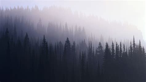 2560x1440 Forest Mist 1440P Resolution ,HD 4k Wallpapers,Images ...