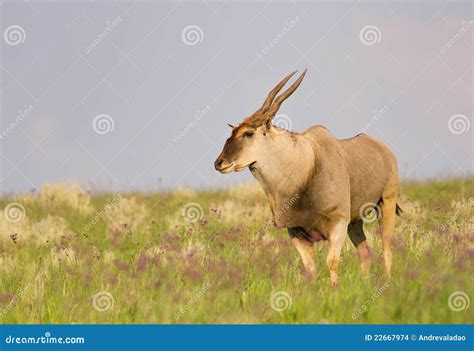 Eland Bull stock photo. Image of south, eland, livingstone - 22667974