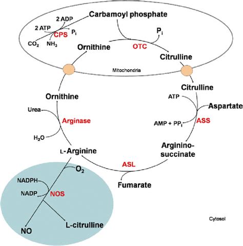 Urea Pathway