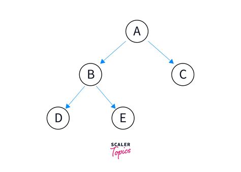 Binary Tree in C – Types and Implementation - Scaler Topics