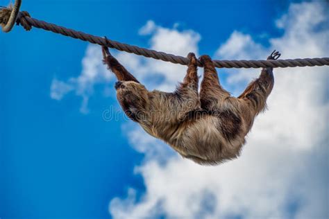 Two Toed Sloth Hanging Upside Down while Walking Along a Rope Stock ...