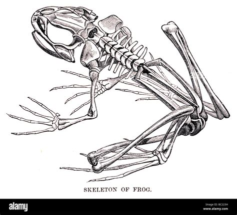 Frog Skeleton Diagram