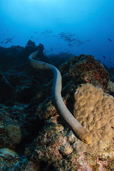 Highly Venomous Olive Sea Snake Photograph by Todd Winner