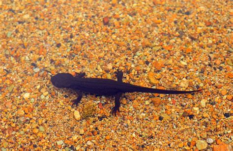 Japanese Fire-Bellied Newt Care Sheet - Reptiles Magazine