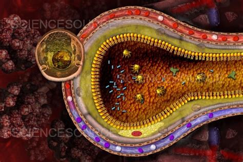 Photograph | Pulmonary Alveolus, Illustration | Science Source Images