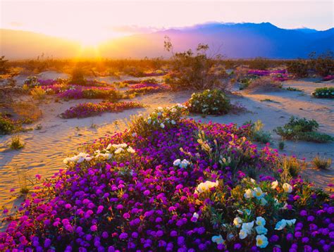 Desert Flowers Erupt in California 'Super Bloom' | Petal Talk