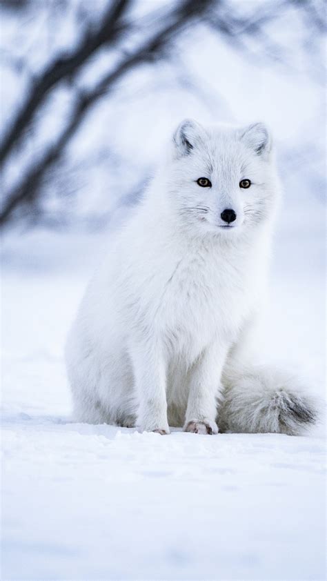 Cute Arctic Fox Wallpaper