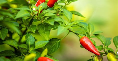 Tabasco Pepper Growing & Care Guide - The Garden Magazine