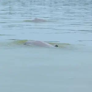 Irrawaddy Dolphin - Facts, Diet, Habitat & Pictures on Animalia.bio