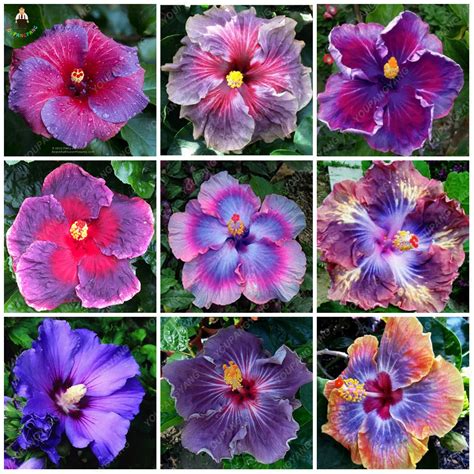 200pcs rare Hibiscus plants beautiful rainbow Hibiscus garden flowers ...