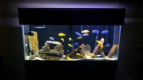 African Cichlid Tank Decoration Ideas | Shelly Lighting