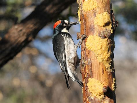 The Online Zoo - Acorn Woodpecker