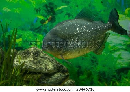 Piranha - Predator Fish Of Amazon River Stock Photo 28446718 : Shutterstock