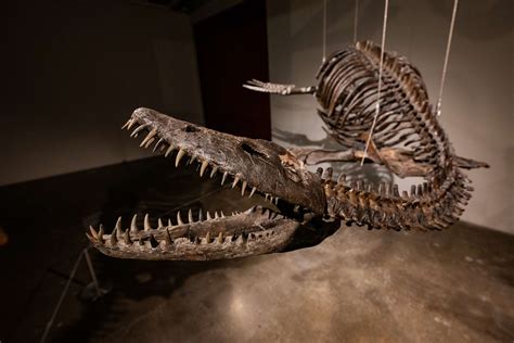 This is how much Sotheby's expects a pair of dinosaur fossils to ...