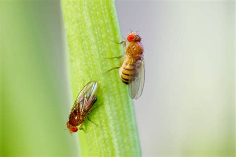 Fruit Flies | The Pest Dude