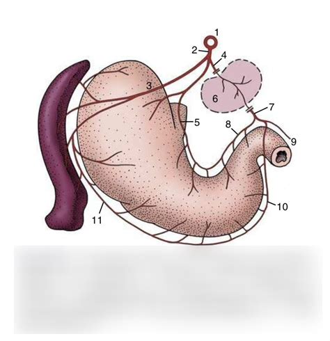 Blood supply of the stomach Diagram | Quizlet