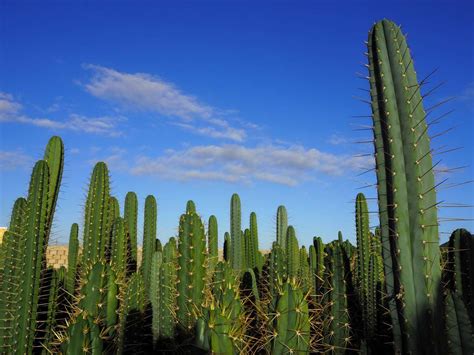 San Pedro Island | San Pedro Cacti - Trichocereus Family