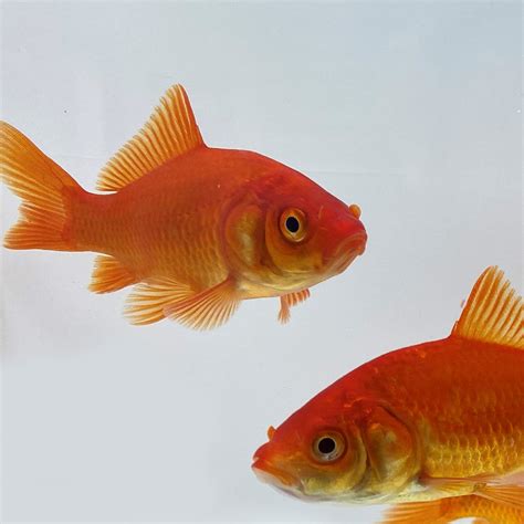 Comet Goldfish – Ozark Fisheries, Inc.