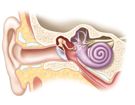 Inner Ear anatomy - Christine Kenney