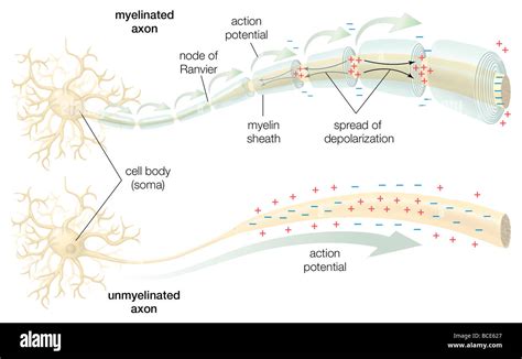 What Are The Differences Between Myelinated And, 59% OFF