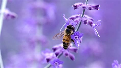 Honey bee on Lavender flower HD wallpaper | Bee pictures, Wallpaper for ...