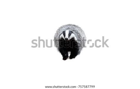 1,313 Eurasian Badger Images, Stock Photos & Vectors | Shutterstock