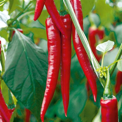 Nicely Spicy Chilli Pepper Plant Collection | ubicaciondepersonas.cdmx ...