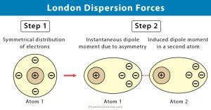 London Dispersion Forces: Definition, Causes, & Examples