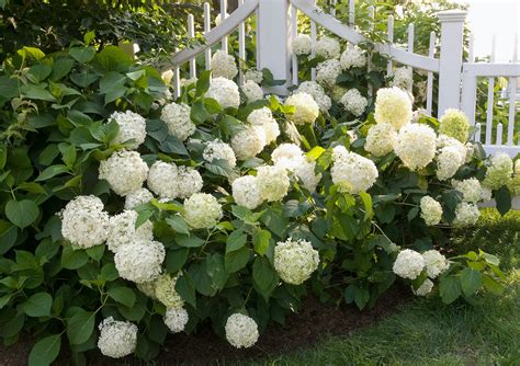 White Hydrangeas: Varieties, Companions, Watering and Sunlight