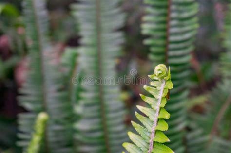 Fern spiral stock image. Image of plant, grow, flora, ferny - 184529